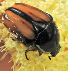 Trichostetha signata