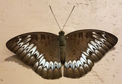 Tanaecia vikrama