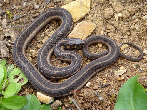 Photo of a Liner's Garter Snake (bogerti) (Thamnophis bogerti)