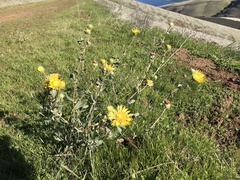 Grindelia robusta