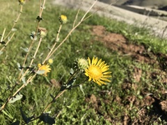 Grindelia robusta