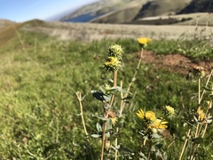 Grindelia robusta