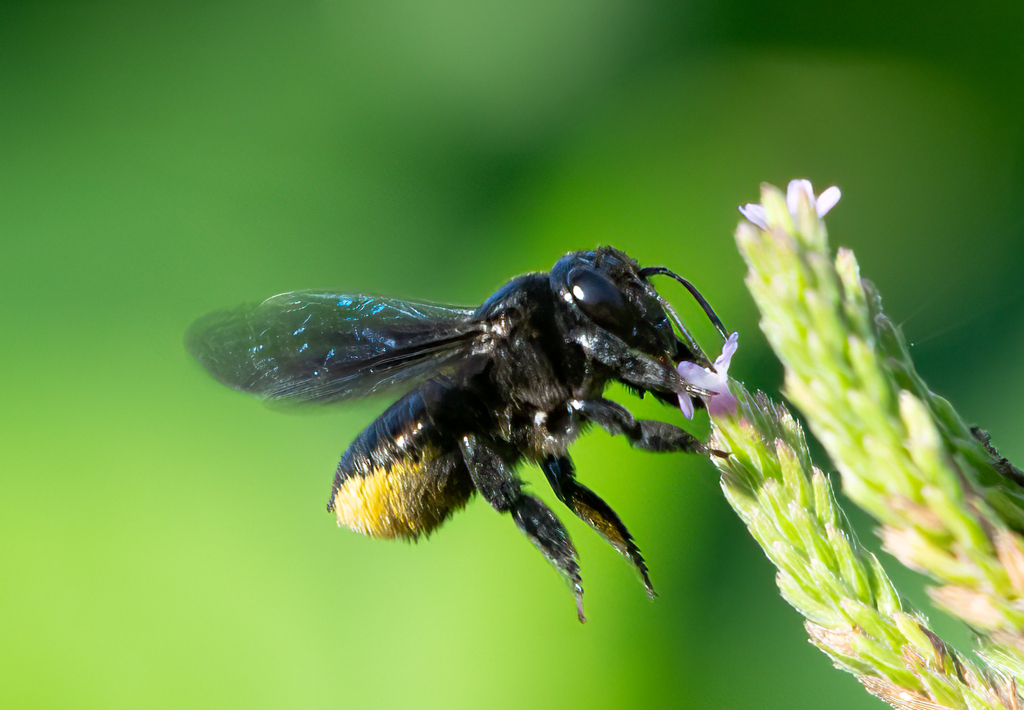 Carpenter-mimic Leafcutter Bee from Tickfaw State Park, LA, USA on July ...