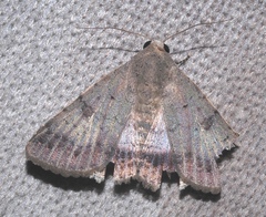 Pandesma quenavadi
