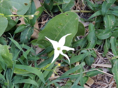 Jaborosa integrifolia