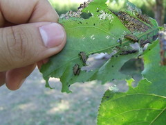 Chrysomela populi