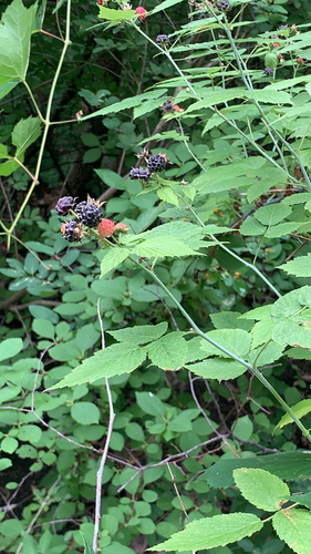 Rubus occidentalis