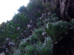 Euryops pectinatus pectinatus