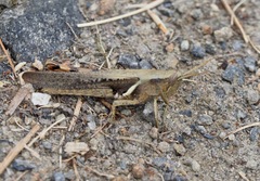 Stenocatantops angustifrons