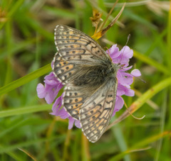 Boloria napaea