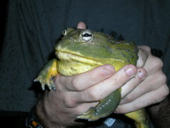 Pyxicephalus adspersus