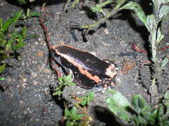 Phrynomantis bifasciatus