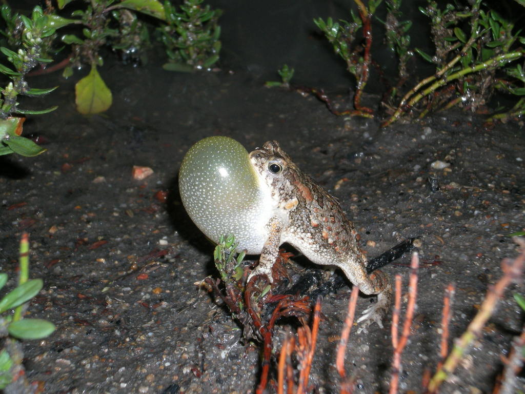 Damaraland Pygmy Toad
