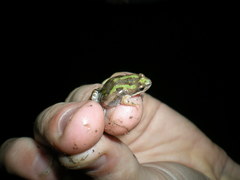 Cacosternum boettgeri