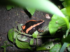 Phrynomantis bifasciatus