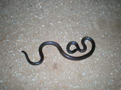 Atractaspis bibronii