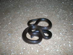 Atractaspis bibronii