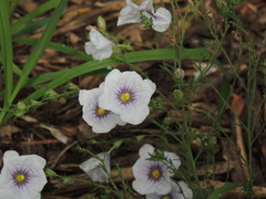 Nierembergia linariifolia