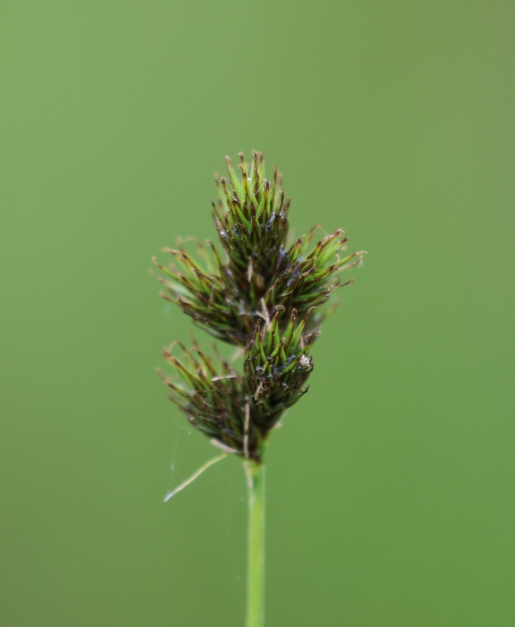 Carex oronensis