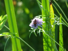 Stictoleptura cordigera