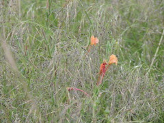 Oenothera