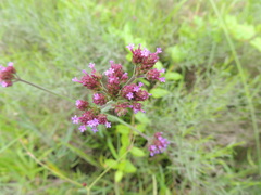 Verbena bonariensis