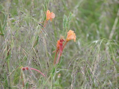 Oenothera