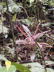 Cordyline fruticosa image