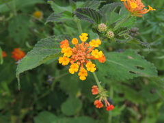 Lantana camara