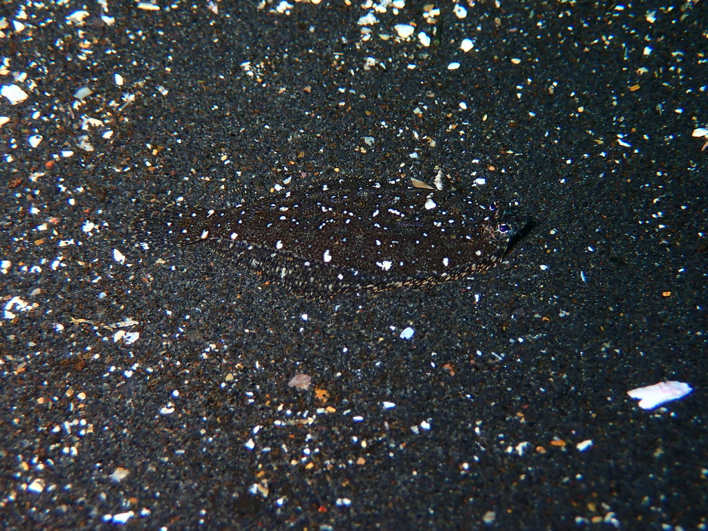 Darwin's Sanddab