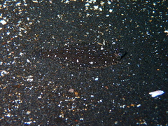 Darwin's Sanddab photo 1