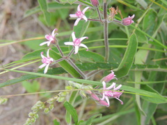 Oxypetalum solanoides