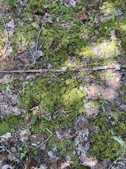 Hylocomium splendens image