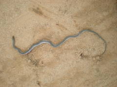 Psammophis mossambicus