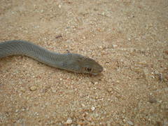 Psammophis mossambicus