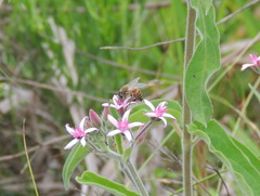 Oxypetalum solanoides