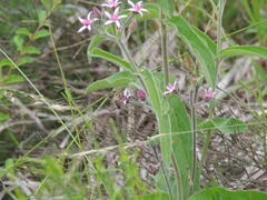 Oxypetalum solanoides