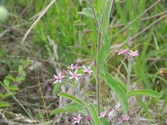 Oxypetalum solanoides