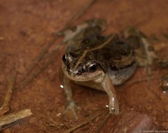 Cacosternum boettgeri