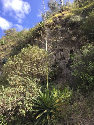 Furcraea andina