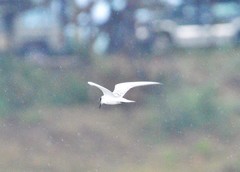 Gelochelidon nilotica