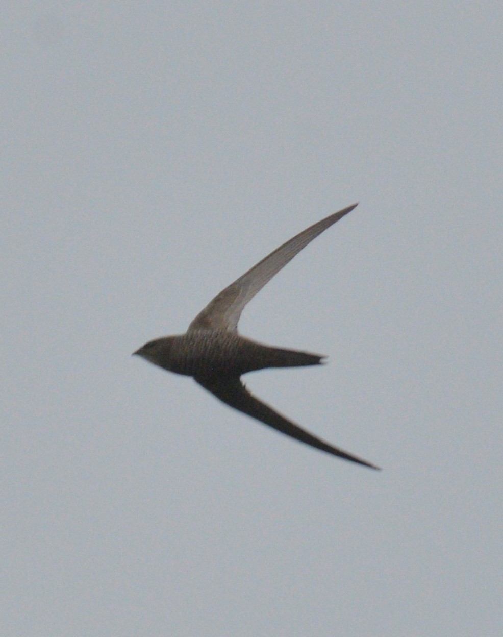 Nyanza Swift illustration