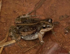 Cacosternum boettgeri