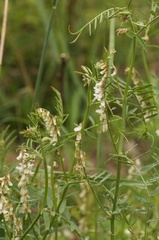 Vicia pulchella