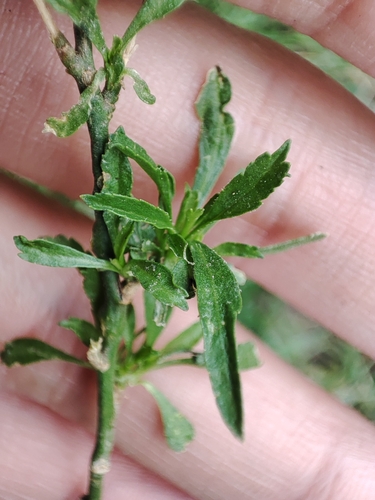Image of Lepidium africanum by (c) Josh, some rights reserved (CC BY)