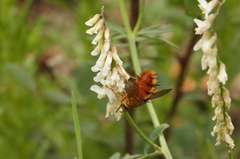 Vicia pulchella