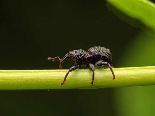 Fern Weevil