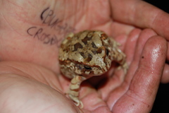 Sclerophrys poweri