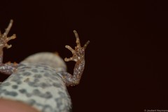 Cacosternum boettgeri