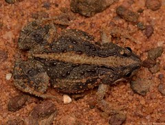 Cacosternum boettgeri